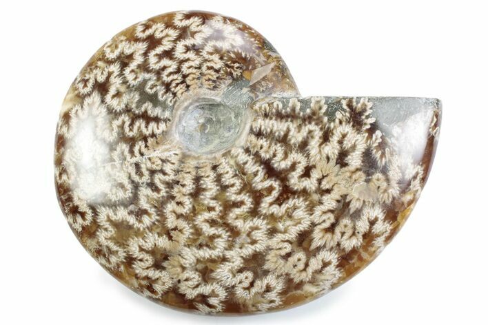 Polished Ammonite (Cleoniceras) Fossil - Madagascar #364957